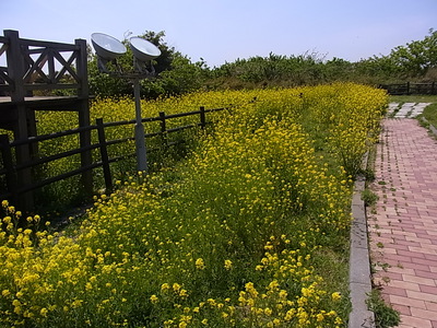 宮川公園の菜の花