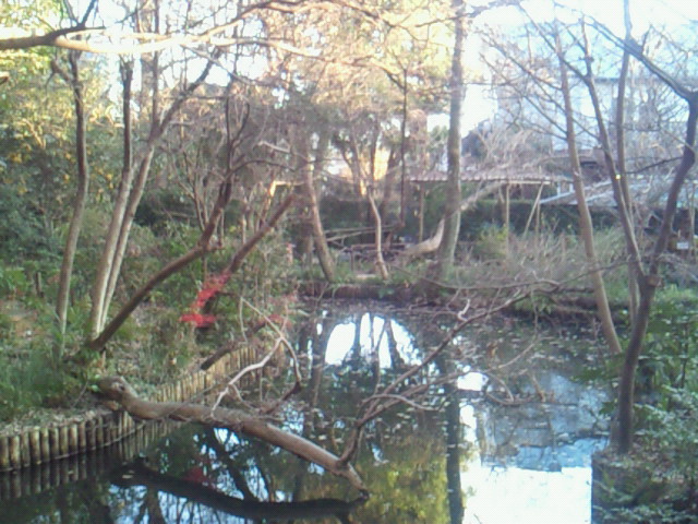 実篤公園の池