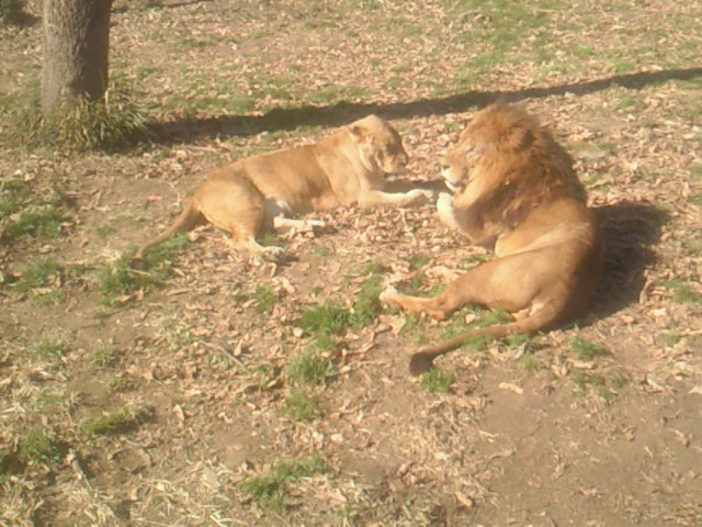 ライオン園の中のライオンたち