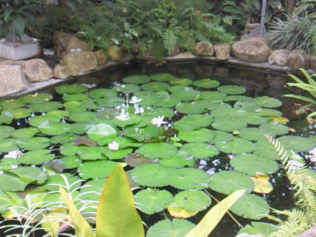 大温室の中の池