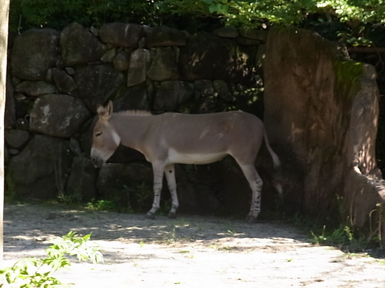 金沢動物園のロバ
