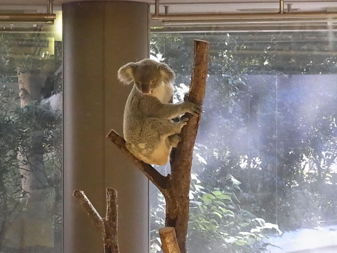 金沢動物園のコアラ