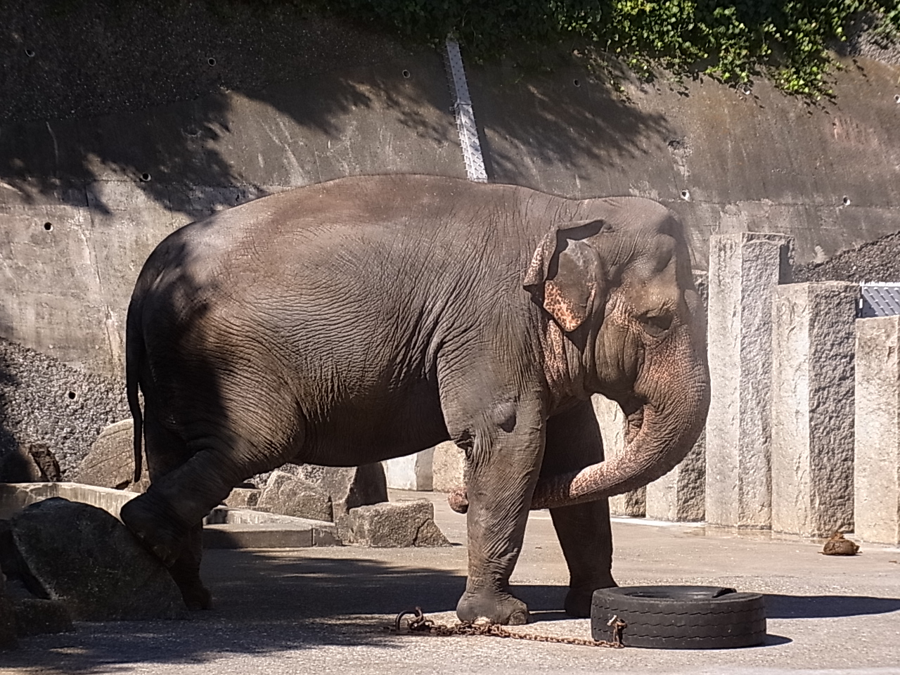 金沢動物園の象