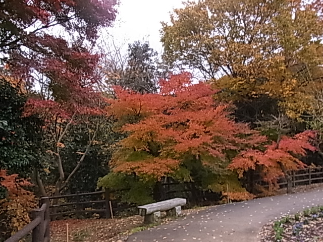 三波渓谷の紅葉
