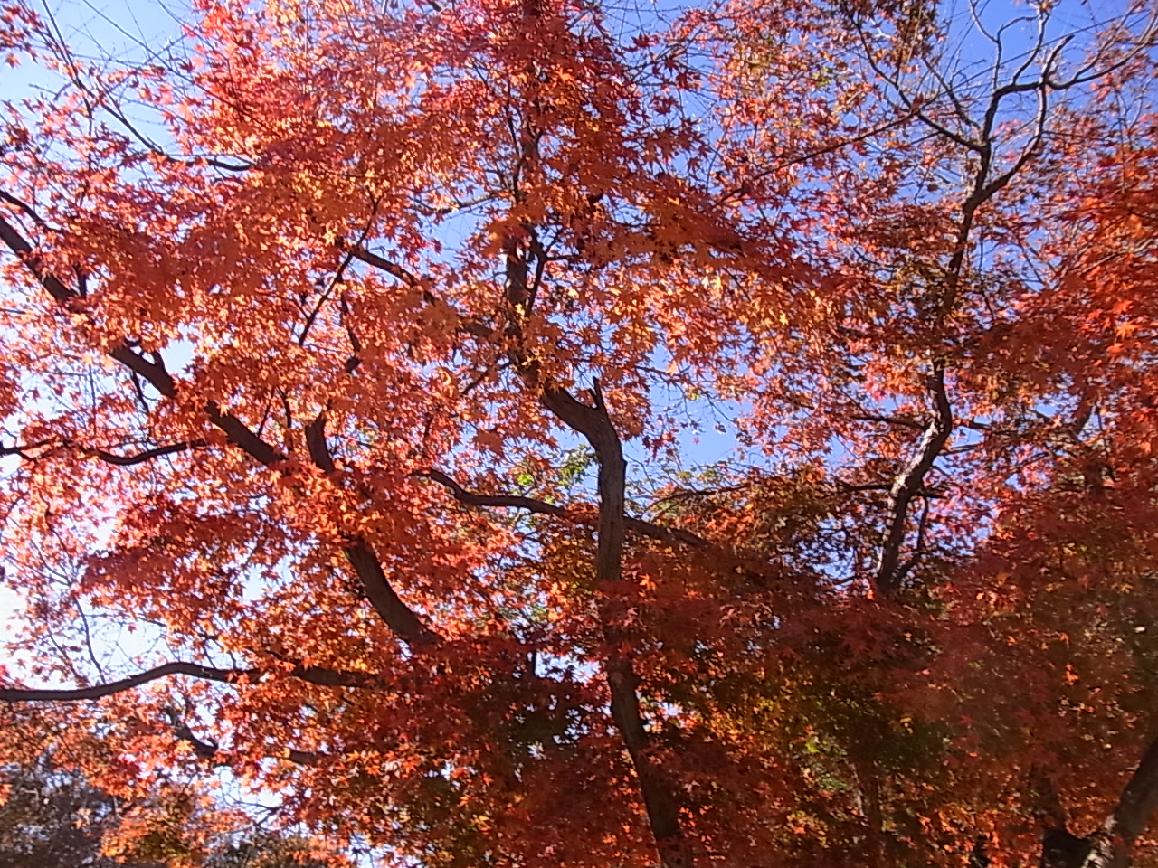 紅葉した木