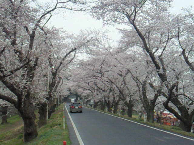 城ヶ谷堤の桜並木