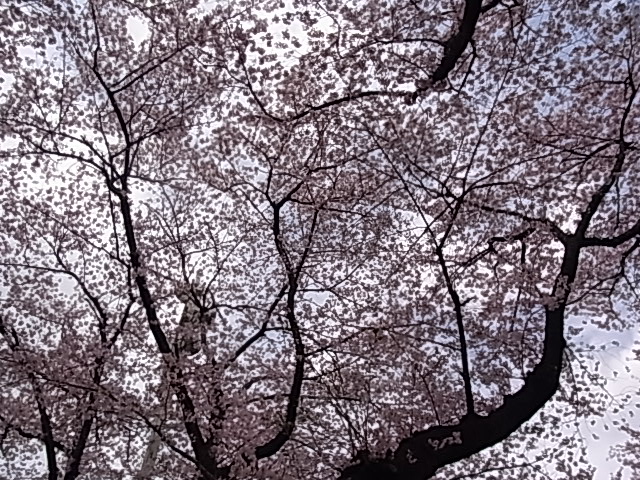 としまえんの桜の木