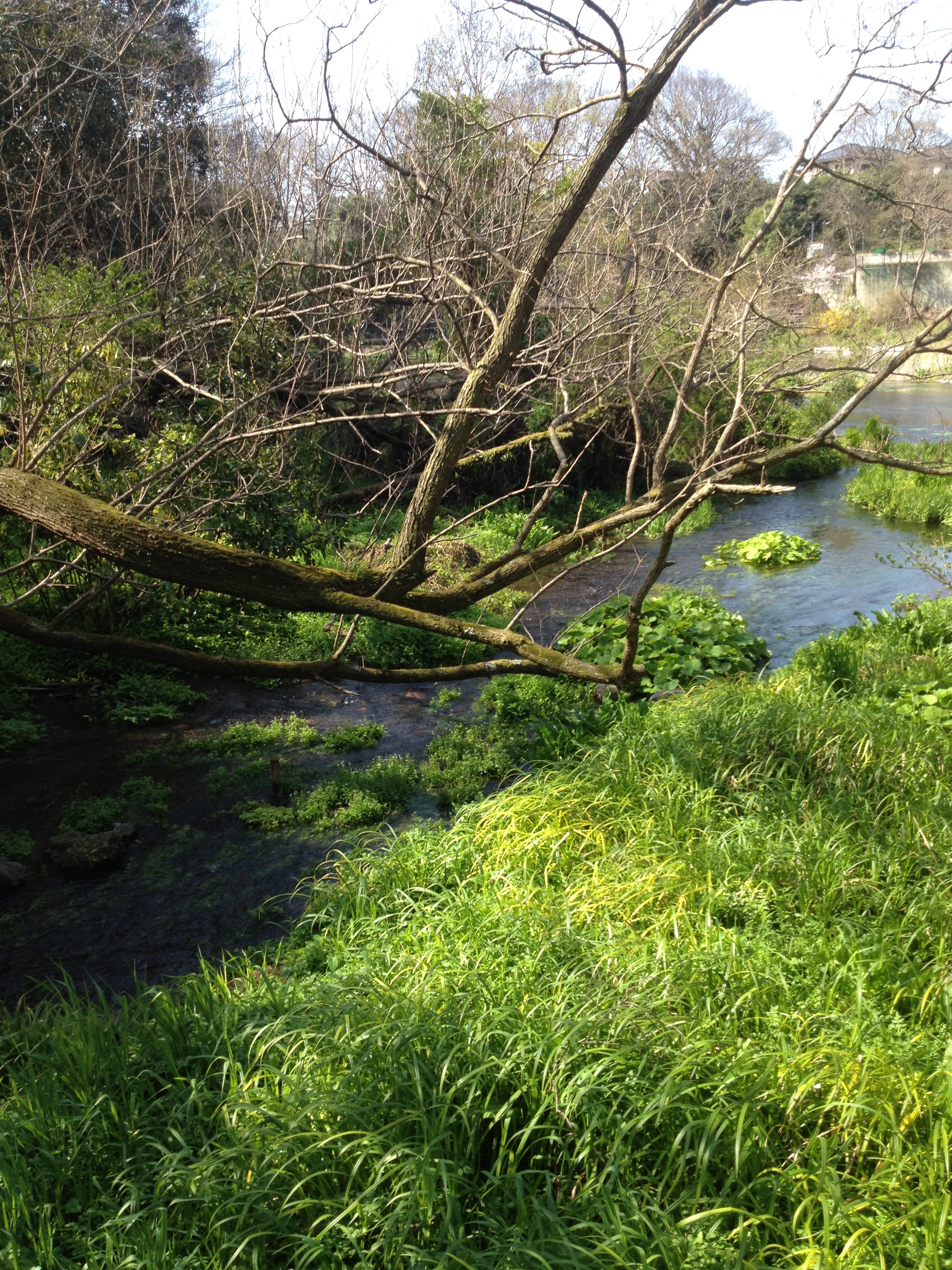 柿田川へ流れ込む綺麗な水