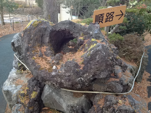 溶岩樹型