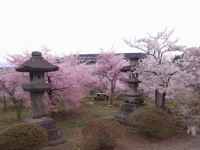 富士吉田歴史民俗博物館横の桜