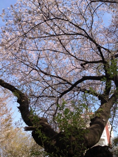 東京は桜がそろそろ終わりになりそうです