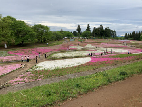 羊山公園芝桜の丘