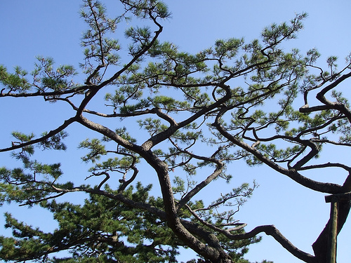 静岡の名勝 三保の松原を見学