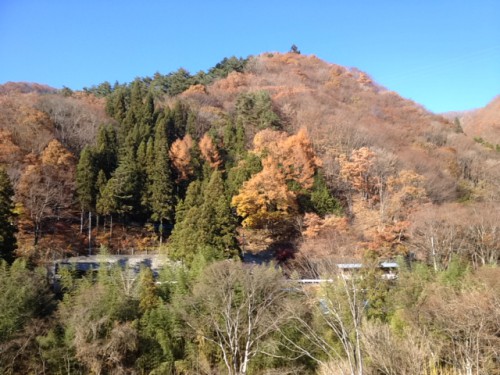 紅葉が見頃の上野村ふれあい館の裏手の山