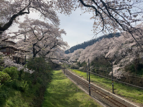 山北駅周辺の桜並木