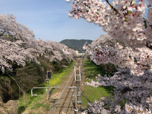 山北駅周辺の桜