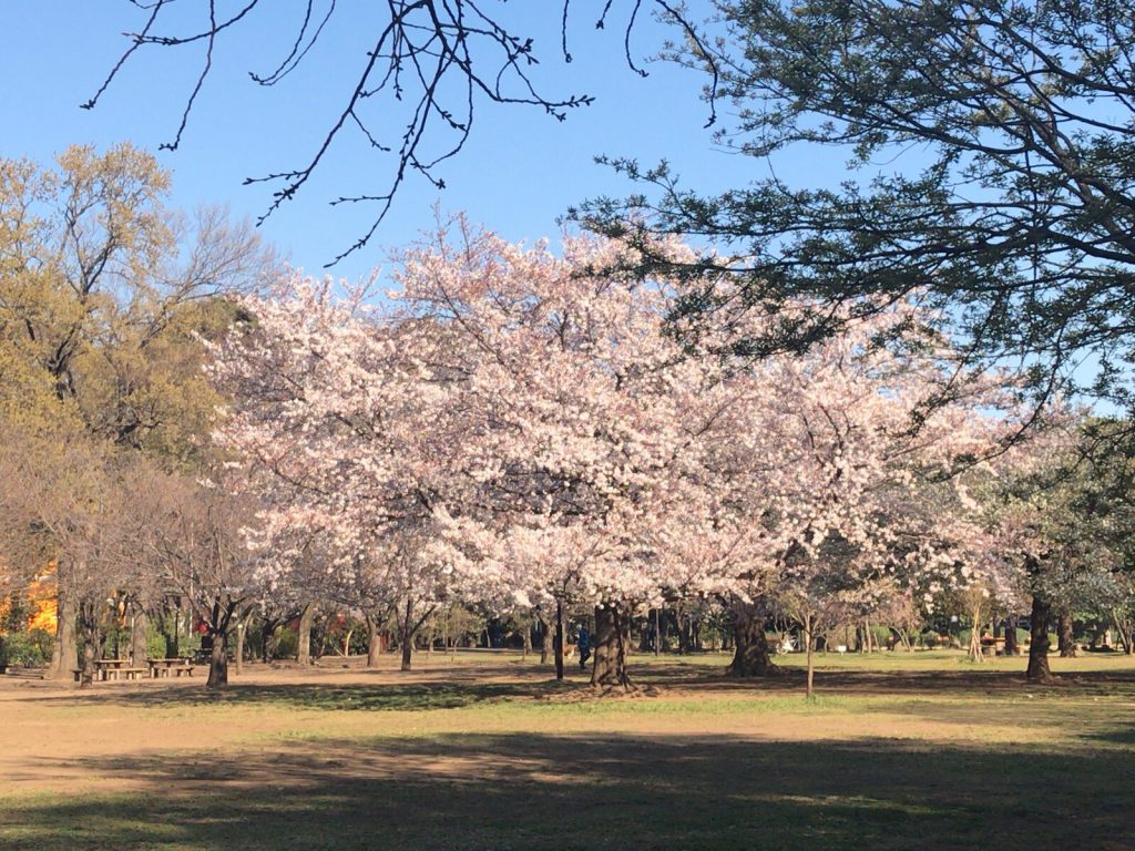 井の頭公園の桜が満開（平成31年4月4日）