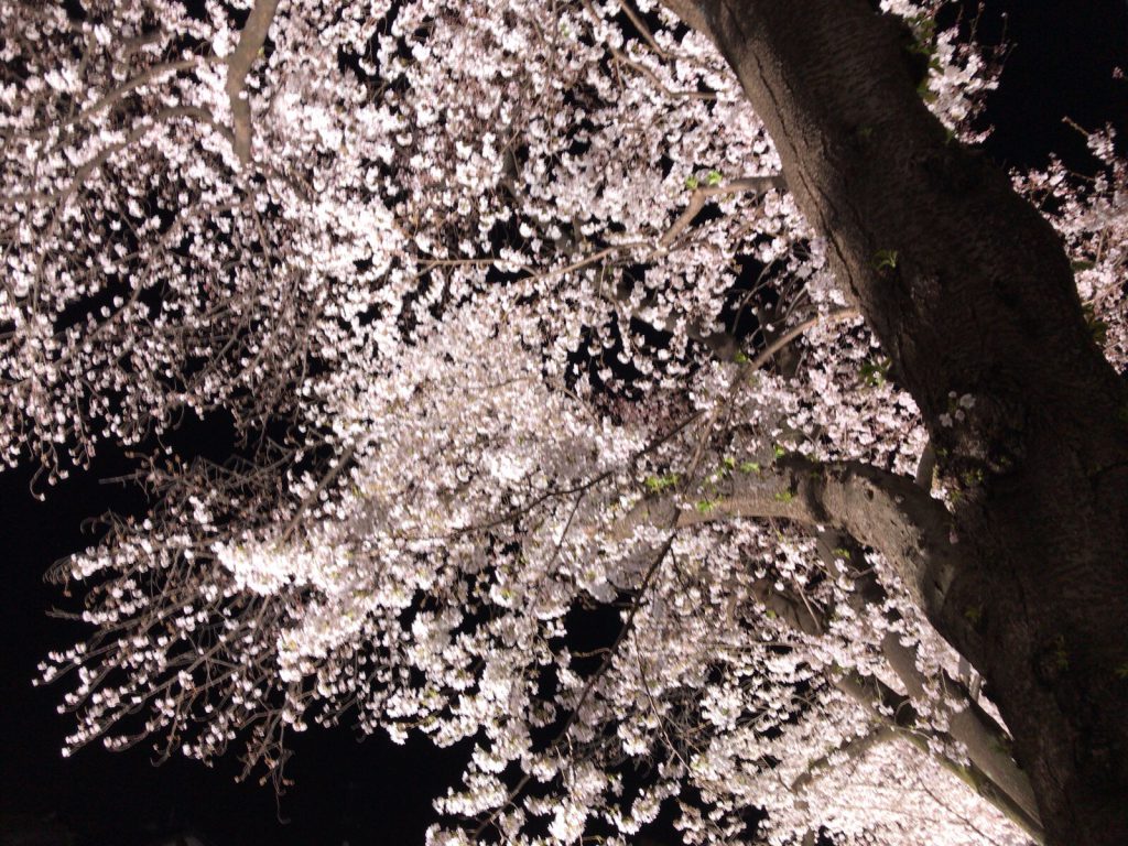 野川のライトアップされた桜を鑑賞