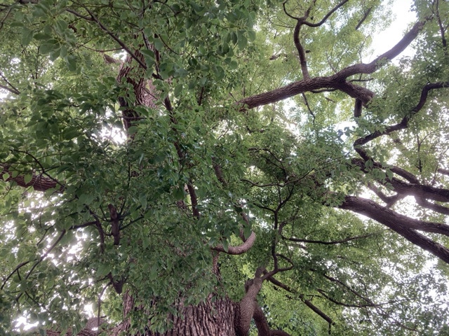珈琲くすの樹の大きな楠
