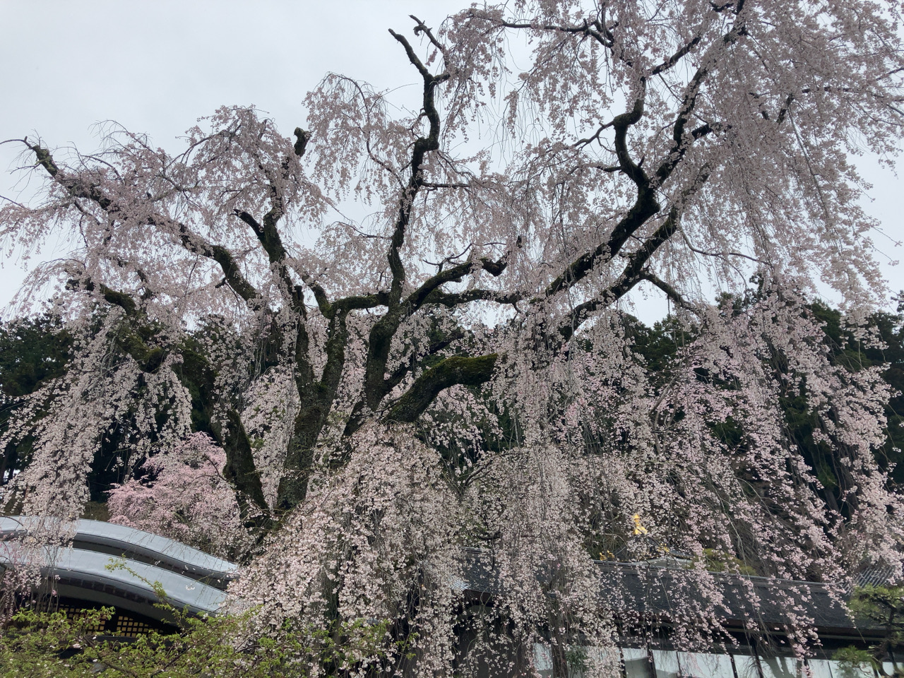 しだれ桜の咲く時期に身延山久遠寺を訪問