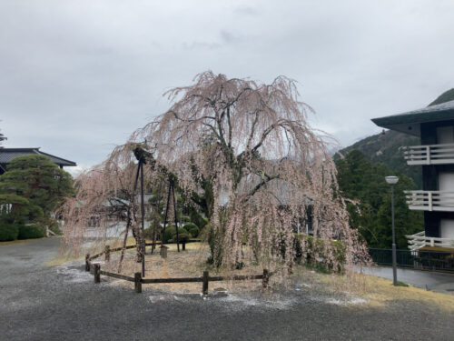 久遠寺のしだれ桜