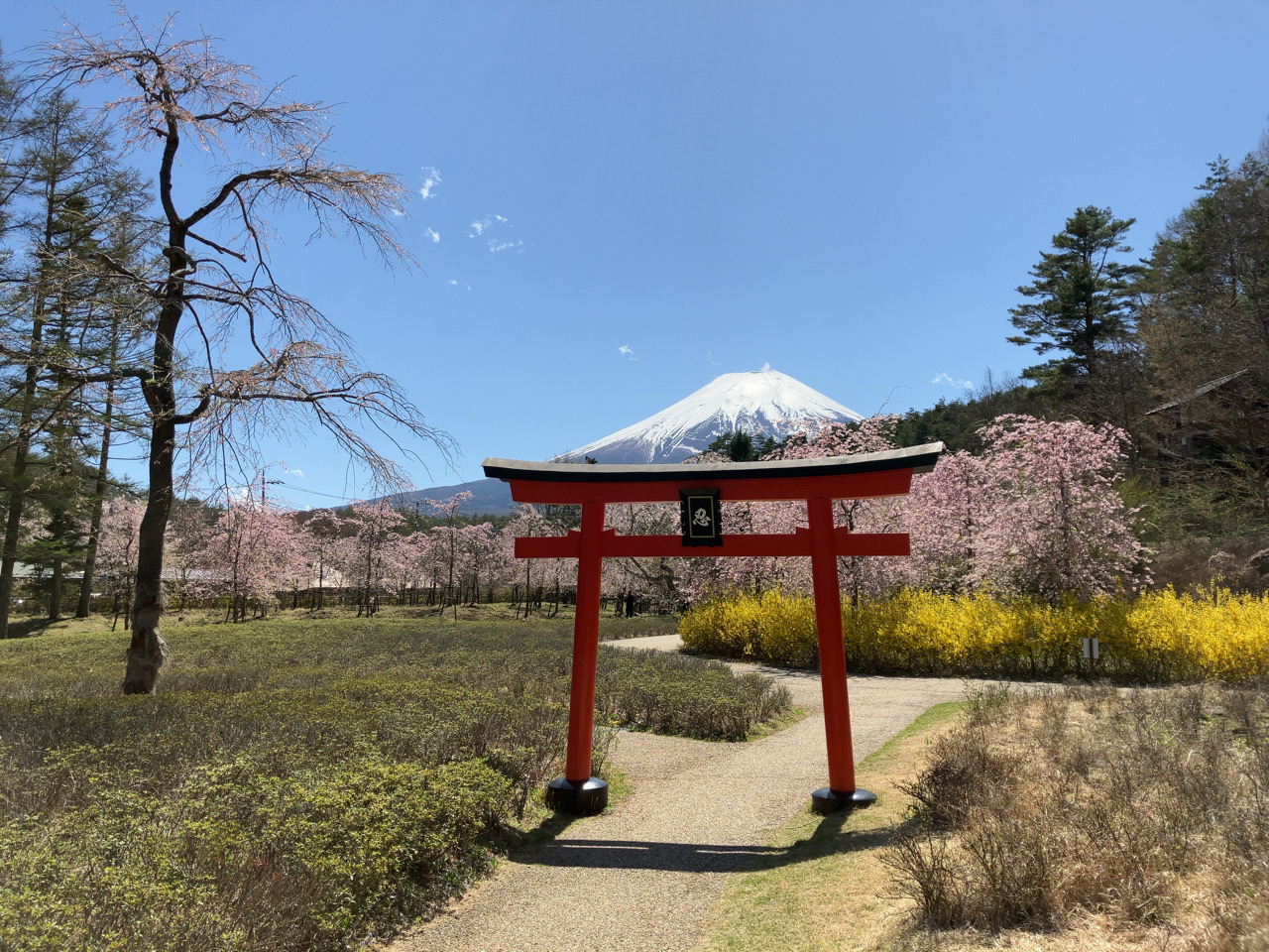 忍野しのびの里