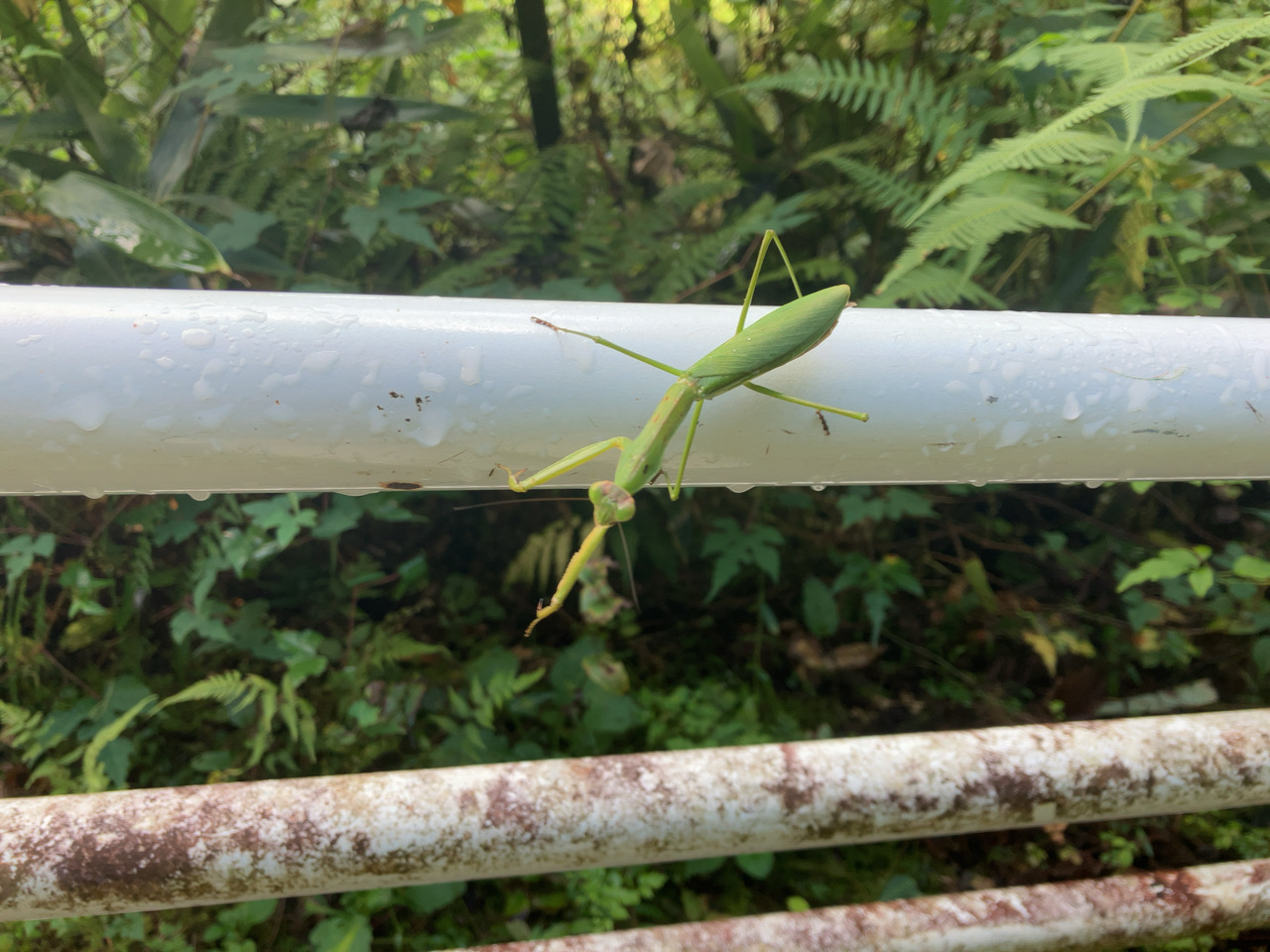 カマキリ