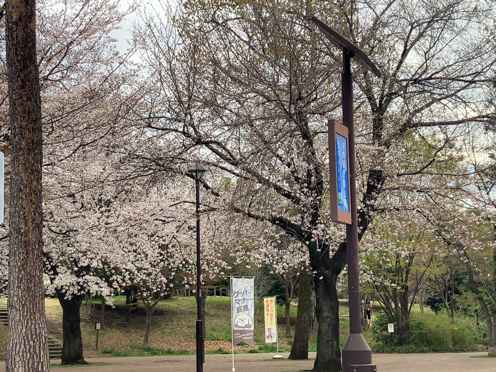 井の頭公園の桜　2025