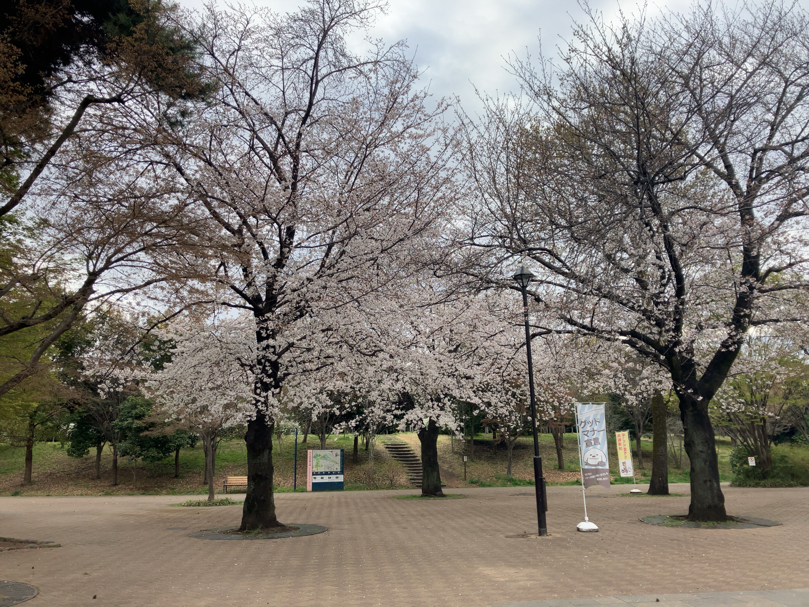 井の頭公園の桜　2025