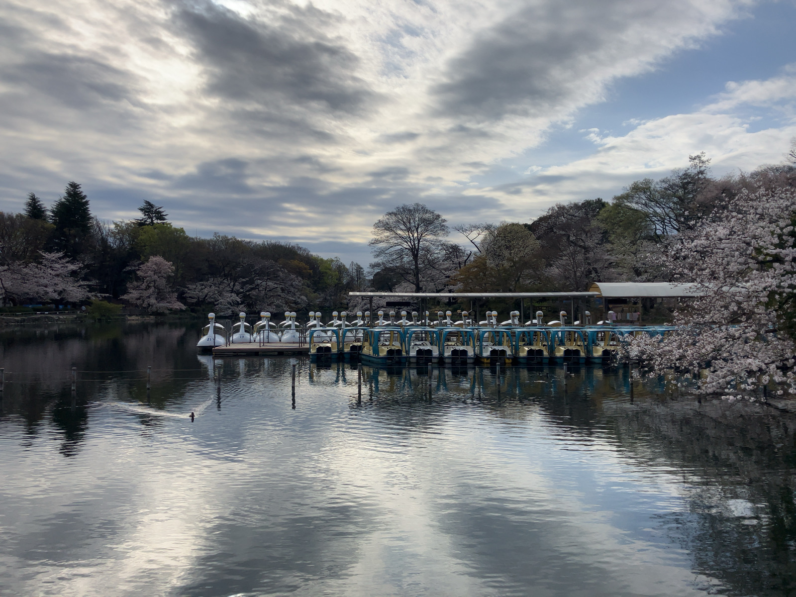 井の頭公園の桜　2025