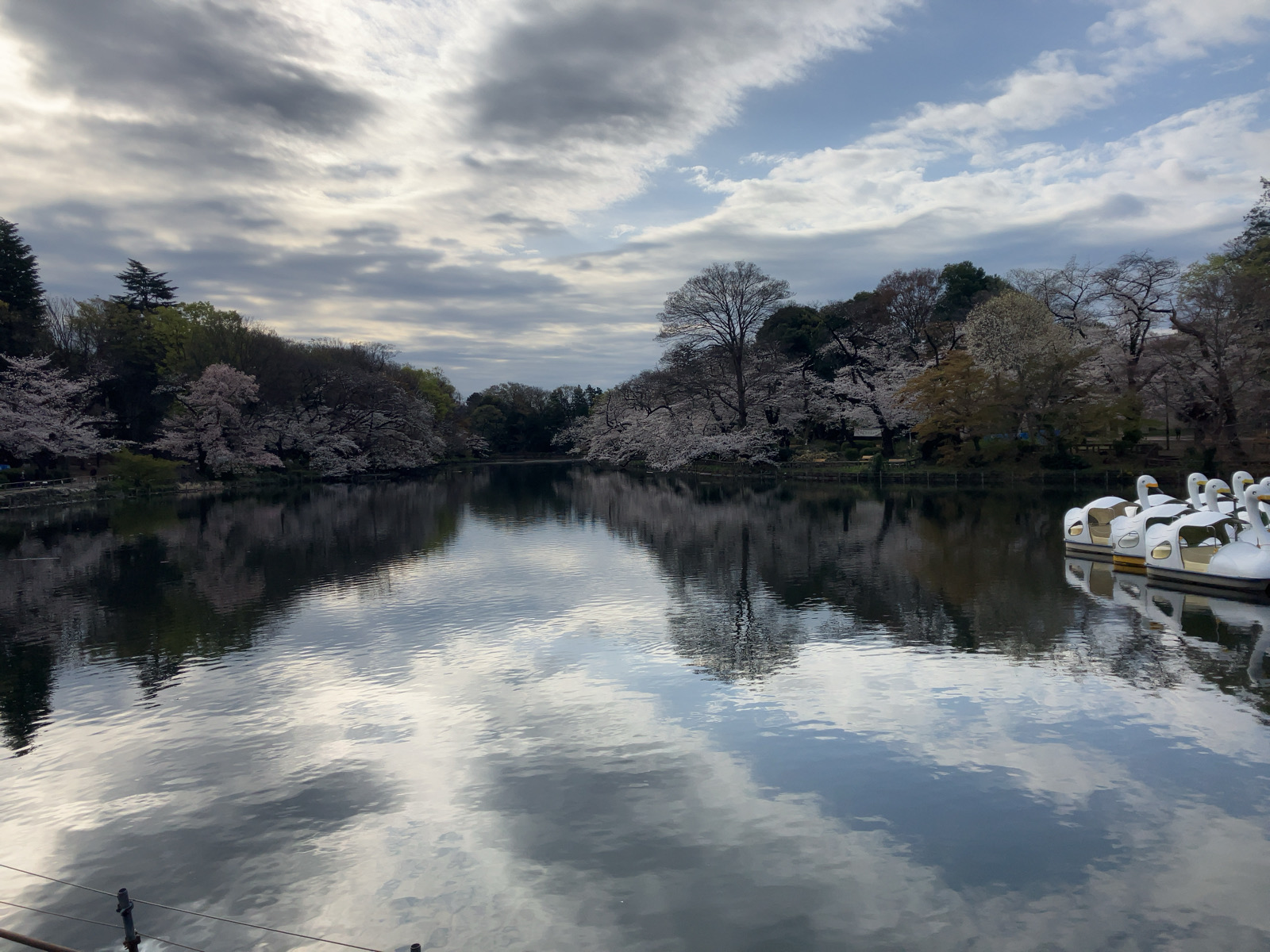 井の頭公園の桜　2025