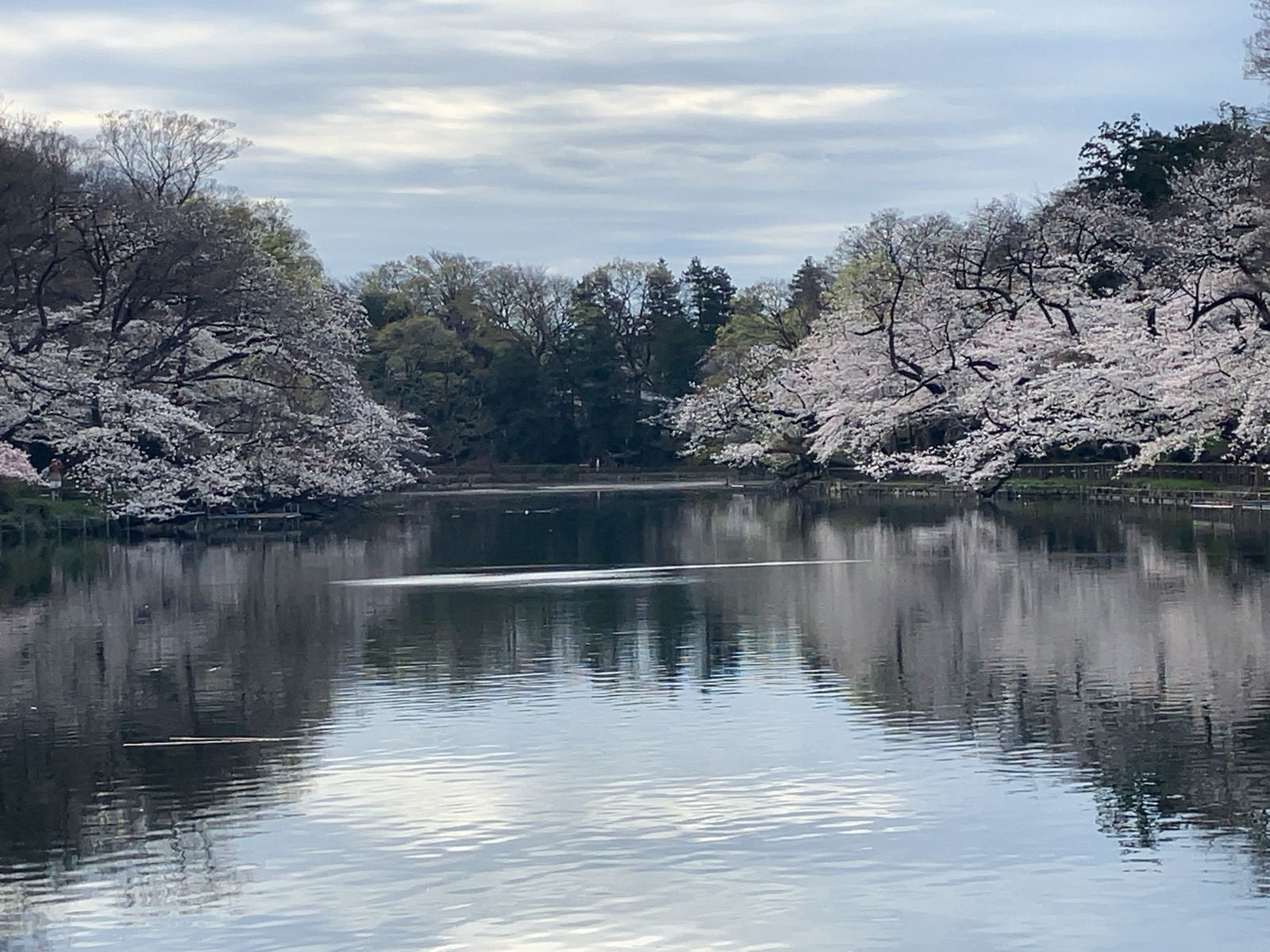 井の頭公園の桜　2025