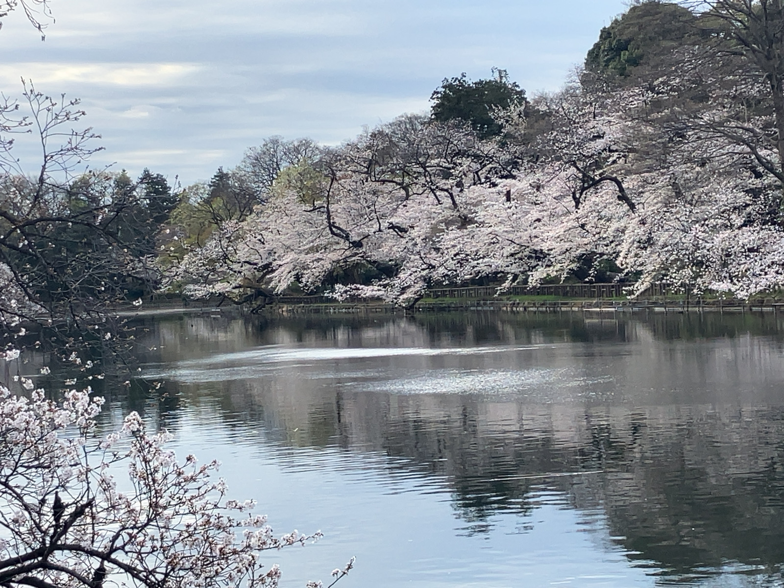 井の頭公園の桜　2025