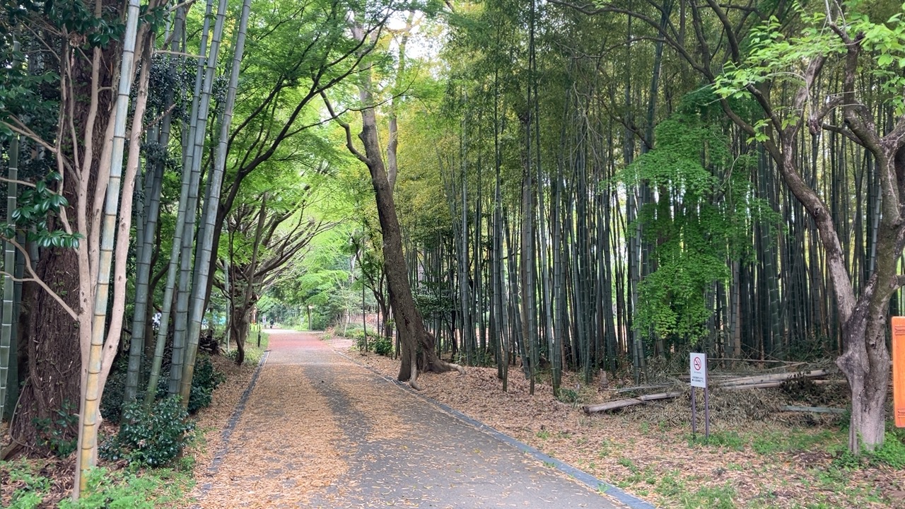 国立天文台　竹林の中の道